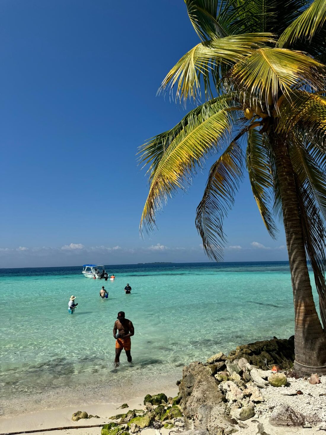 Palm tree over turquoise water at Ambergris Caye, Belize