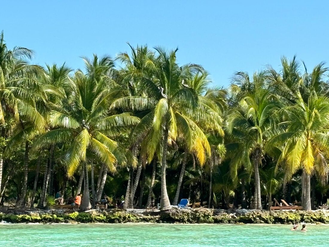 Palm-lined shoreline on Ambergris Caye